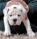 English Bulldog Puppies for sale in Alamogordo, NM 88310, USA. price: $3,000