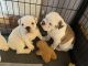 English Bulldog Puppies for sale in Pflugerville, TX 78660, USA. price: $710