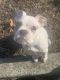 English Bulldog Puppies for sale in Old Bridge, NJ, USA. price: $800