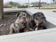 English Bulldog Puppies for sale in Clewiston, FL 33440, USA. price: NA