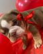 English Bulldog Puppies for sale in Carteret, NJ 07008, USA. price: $3,700