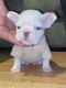 English Bulldog Puppies for sale in Santa Rosa, CA 95401, USA. price: NA
