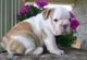 English Bulldog Puppies for sale in Holland, MI 49423, USA. price: NA