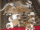 English Bulldog Puppies for sale in 90001 W McCreadie Rd, Prosser, WA 99350, USA. price: NA
