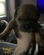 English Bulldog Puppies for sale in Brookhaven, PA 19015, USA. price: NA