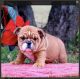 English Bulldog Puppies for sale in Gardner, MA, USA. price: NA