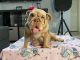 English Bulldog Puppies for sale in Sarasota, FL, USA. price: NA