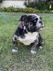 English Bulldog Puppies for sale in Fort Worth, TX, USA. price: $2,000