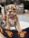 English Bulldog Puppies for sale in Carteret, NJ 07008, USA. price: $3,400