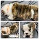 English Bulldog Puppies for sale in Whiteland, IN 46184, USA. price: $3,000