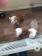 English Bulldog Puppies for sale in Flat Rock, MI, USA. price: $3,000