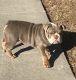 English Bulldog Puppies for sale in Lewisville, TX, USA. price: NA