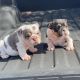 English Bulldog Puppies for sale in Texas Township, OH, USA. price: NA