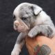 English Bulldog Puppies for sale in San Juan Bautista, CA 95045, USA. price: NA