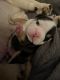 English Bulldog Puppies for sale in Milton, FL, USA. price: NA