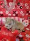 English Bulldog Puppies for sale in Springfield, MO, USA. price: NA