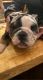English Bulldog Puppies for sale in Eufaula, OK 74432, USA. price: $2,500