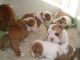 English Bulldog Puppies for sale in 12300 Bermuda Rd, Henderson, NV 89044, USA. price: NA