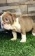 English Bulldog Puppies for sale in Palmdale, CA 93550, USA. price: $5,000