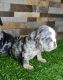 English Bulldog Puppies for sale in Palmdale, CA 93550, USA. price: $5,500
