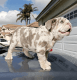 English Bulldog Puppies for sale in Florida Mall Ave, Orlando, FL 32809, USA. price: NA