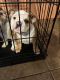 English Bulldog Puppies for sale in Arlington, TX, USA. price: $3,000