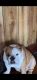 English Bulldog Puppies for sale in Topeka, KS, USA. price: $300