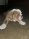 English Bulldog Puppies for sale in Delano, CA, USA. price: NA