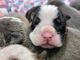 English Bulldog Puppies for sale in Hood River, OR 97031, USA. price: NA