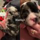 English Bulldog Puppies for sale in Lamoni, IA 50140, USA. price: $2,000