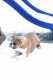 English Bulldog Puppies for sale in East Providence, RI, USA. price: $2,200