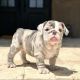 English Bulldog Puppies for sale in Oklahoma City, OK, USA. price: $800