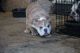 English Bulldog Puppies for sale in Mineral Wells, MS 38654, USA. price: NA