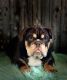 English Bulldog Puppies for sale in Checotah, OK 74426, USA. price: $4,500