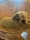 English Bulldog Puppies for sale in Wytheville, VA 24382, USA. price: NA