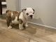 English Bulldog Puppies for sale in San Antonio, TX 78266, USA. price: $4,500
