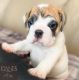 English Bulldog Puppies for sale in Fort Worth, TX, USA. price: $2,800