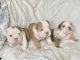 English Bulldog Puppies for sale in Long Beach, CA 90804, USA. price: $3,000