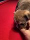 English Bulldog Puppies for sale in Waxhaw, NC 28173, USA. price: NA