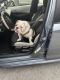 English Bulldog Puppies for sale in Homestead, FL 33035, USA. price: $2,400