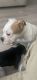 English Bulldog Puppies for sale in 2650 S McDonald St, McKinney, TX 75069, USA. price: $3,000
