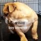 English Bulldog Puppies for sale in Victorville, CA, USA. price: $1,600