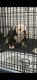 English Bulldog Puppies for sale in Redford Charter Twp, MI, USA. price: NA