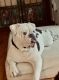 English Bulldog Puppies for sale in Chicago, IL, USA. price: $800
