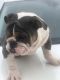 English Bulldog Puppies for sale in Cleveland, NC 27013, USA. price: $3,500