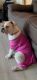 English Bulldog Puppies for sale in Cape Coral, FL, USA. price: $3,500
