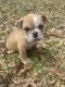 English Bulldog Puppies for sale in Bishop, GA 30621, USA. price: $3,500