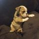 English Bulldog Puppies for sale in Goodman, MO 64843, USA. price: $1,900