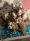 English Bulldog Puppies for sale in Ortonville, MI 48462, USA. price: $4,000
