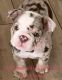 English Bulldog Puppies for sale in Montclair, CA 91763, USA. price: NA